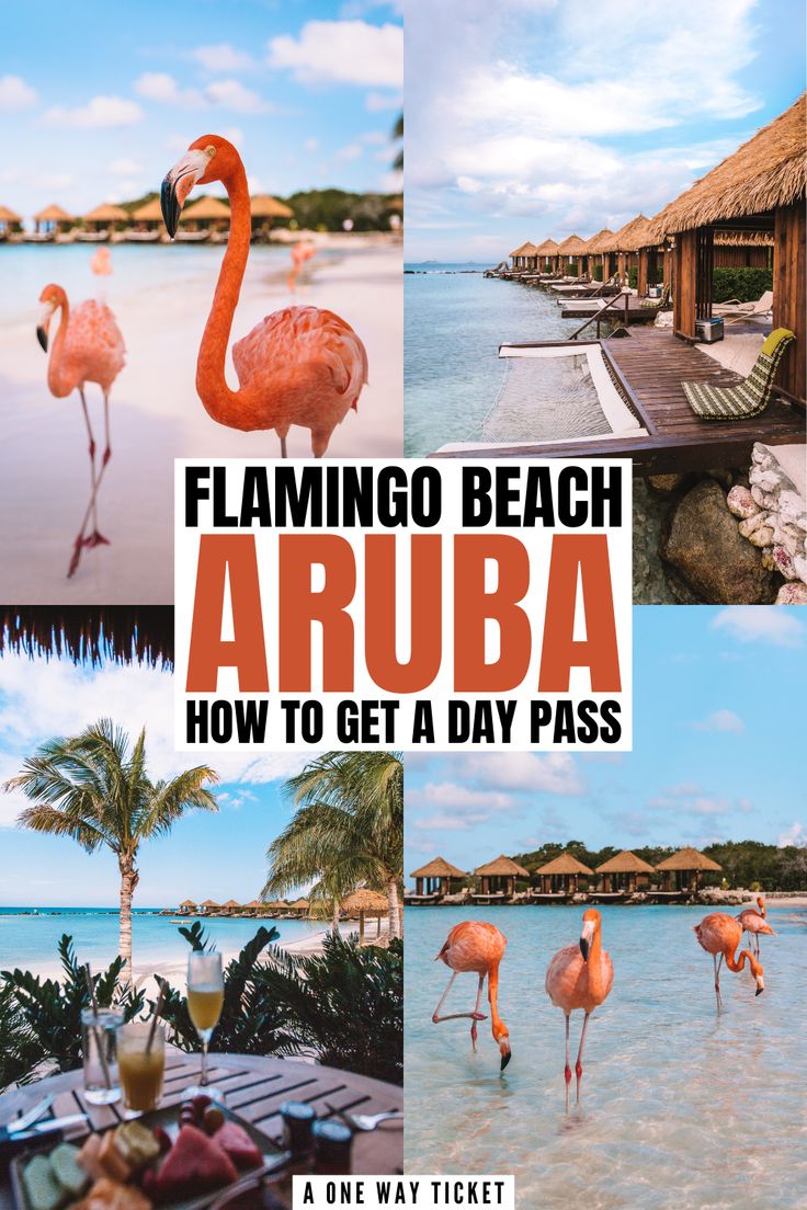 flamingo beach aruba how to get a day pass