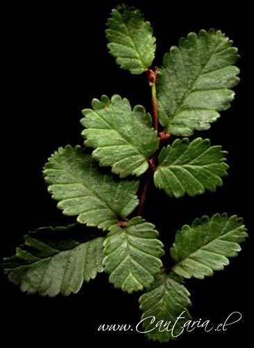 a close up of a green leaf on a black background