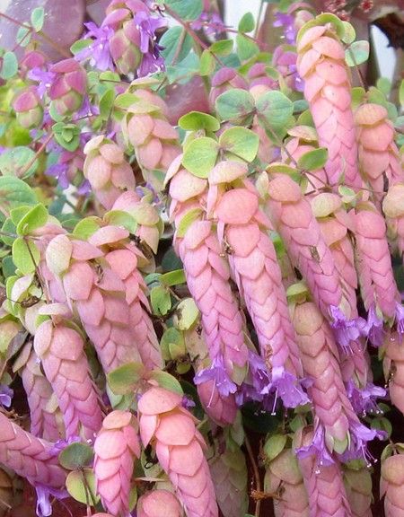 some very pretty purple flowers with green leaves