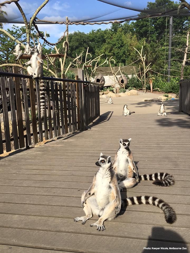 two raccoons are sitting on the ground and one is looking up at something