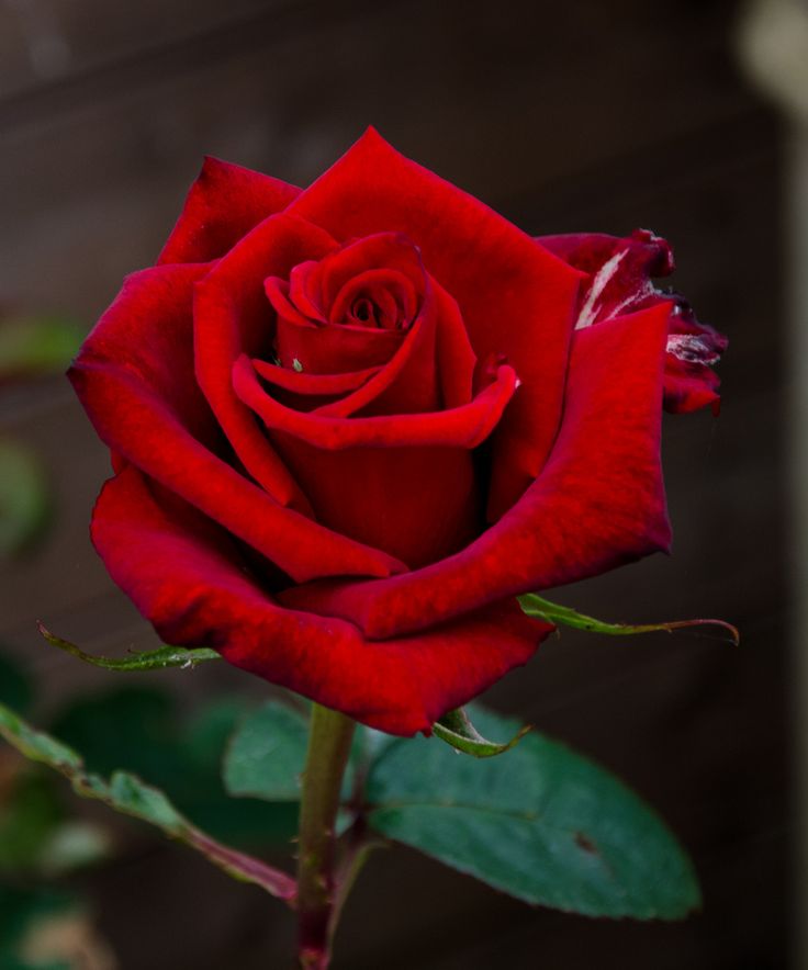 a single red rose with green leaves