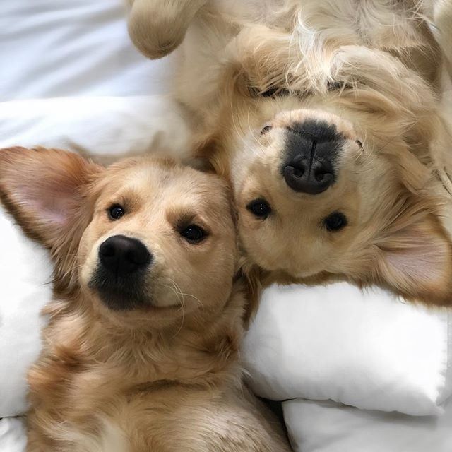 two dogs laying on top of each other on a white bed sheet with their paws hanging out