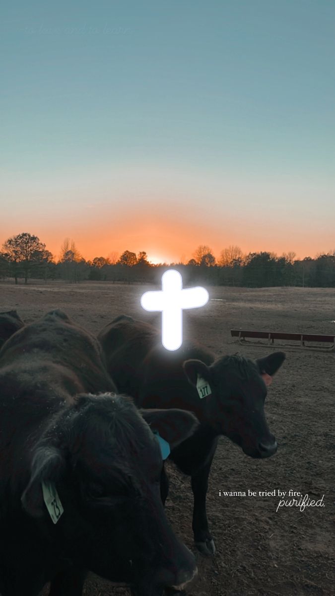 a group of cows standing next to each other in a field at sunset with a cross on their forehead