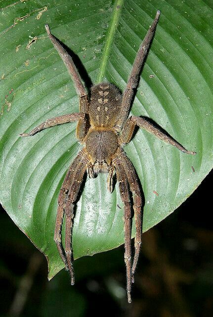 a large brown spider sitting on top of a green leaf