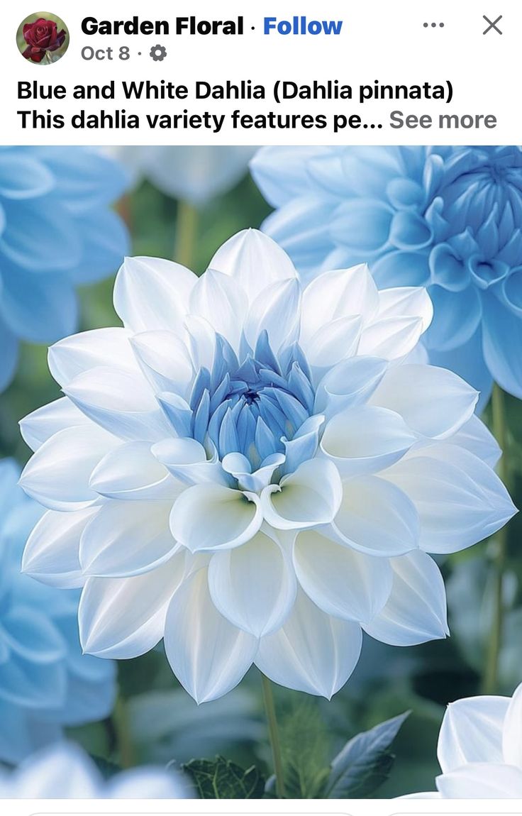 an image of blue and white dahlia flowers on instagram for garden floral follow