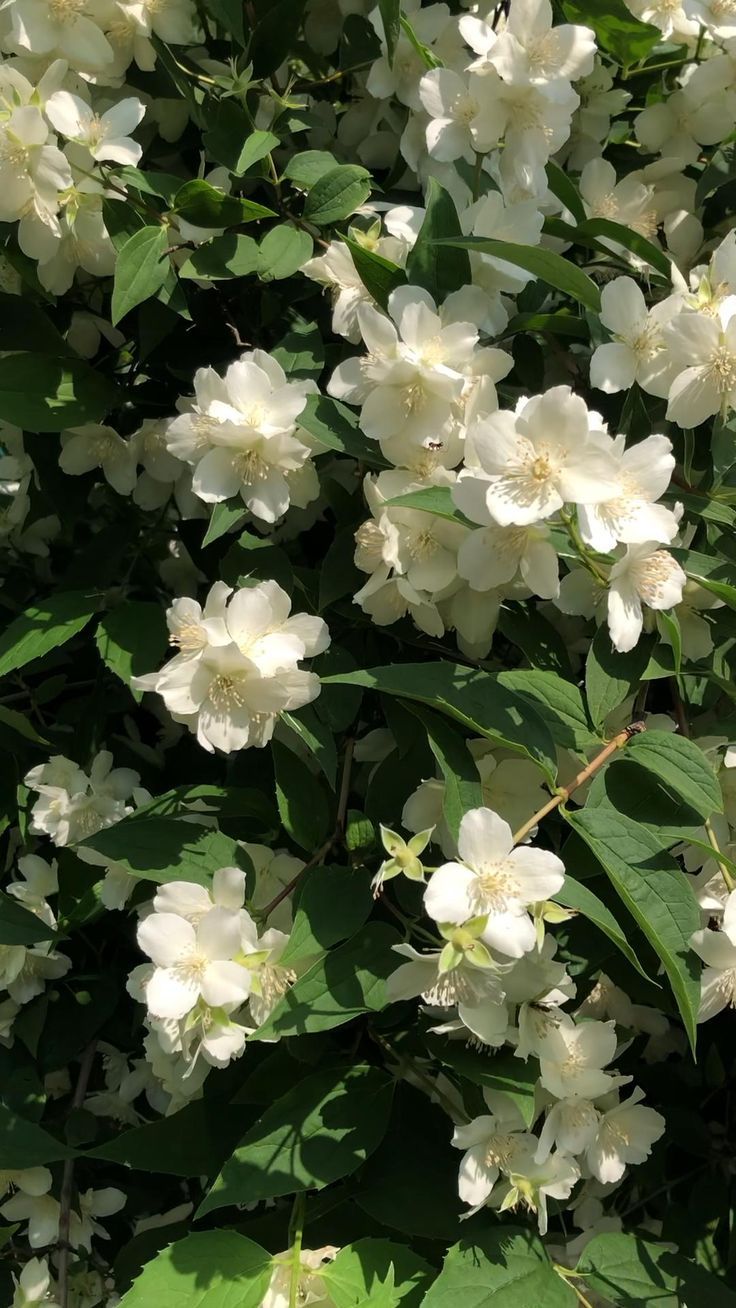 white flowers are blooming in the sun