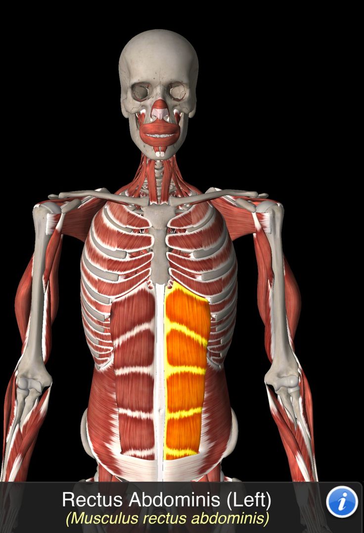 the muscles are highlighted in this image