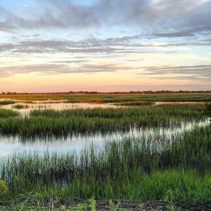 the sun is setting over a marshy area with tall grass and water lilies