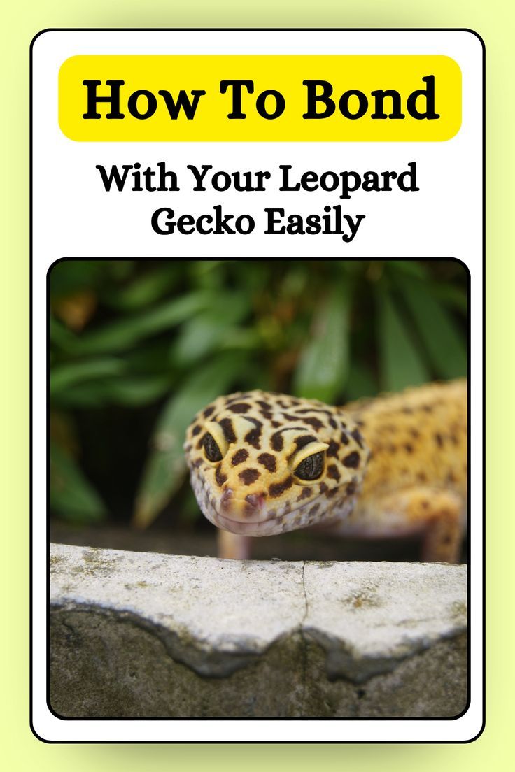 We get it, as a loving pet owner, you just want to bond with your leopard gecko and be able to at least hold it for a while without it getting all squirmy and stressed out. We are here to help you achieve that! The best approach to easily bond with your leopard gecko is Remi Lebeau, Leopard Gecko Habitat Ideas, Leopard Gecko Diy, Spotted Gecko, Leopard Gecko Habitat, Leopard Gecko Tank, Gecko Habitat, Gecko Food, Leopard Geckos