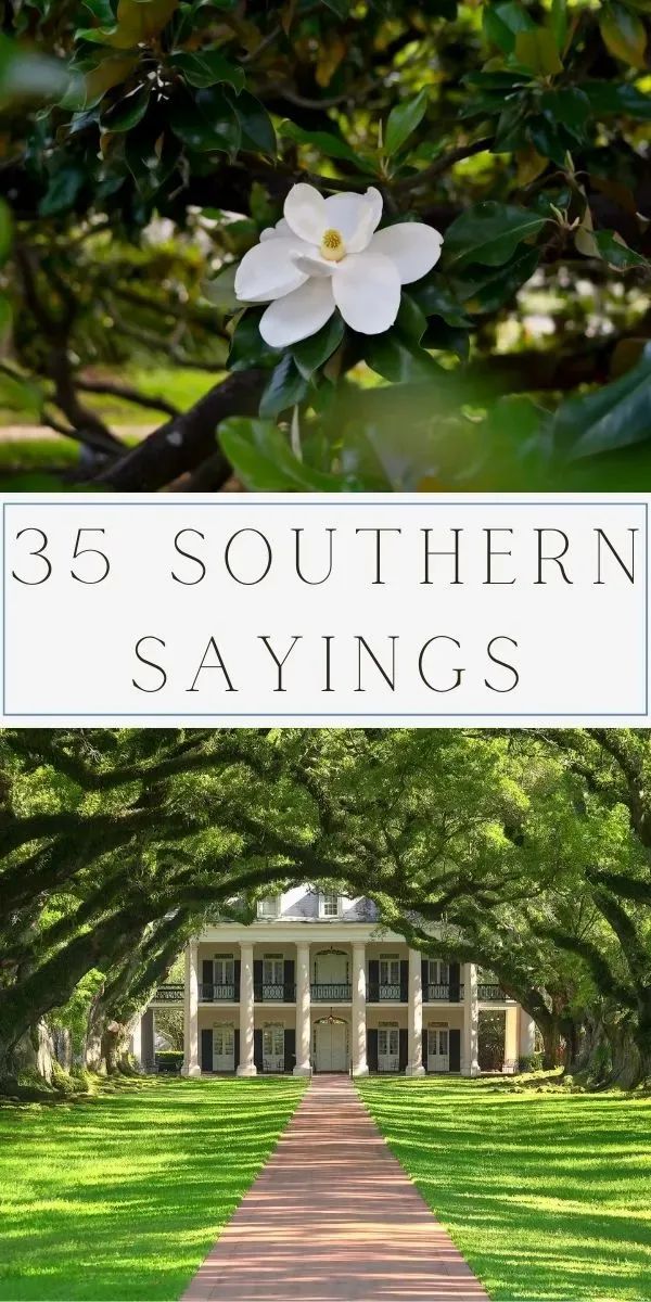 the words, 25 southern sayings are in front of an image of trees with white flowers