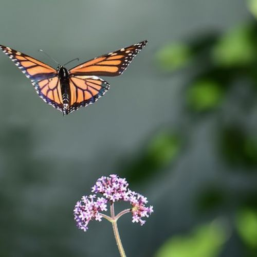 a monarch butterfly flying over a purple flower