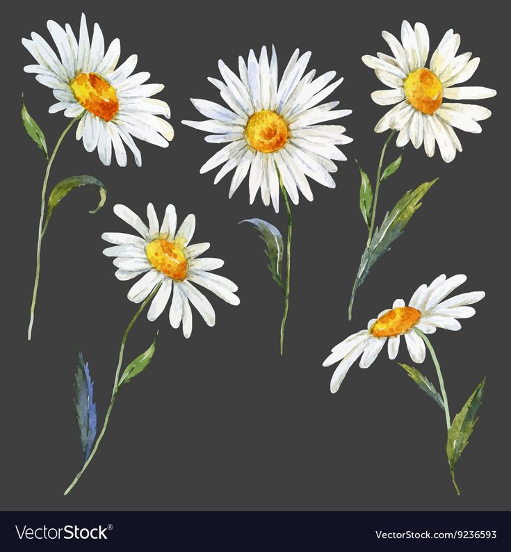 white daisies with yellow centers on a black background, watercolor painting stock photo