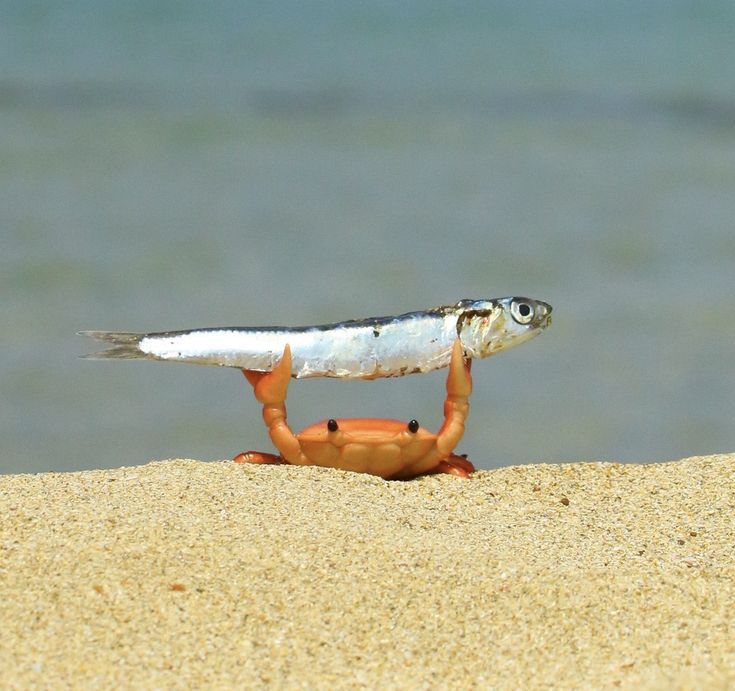 a small crab carrying a fish on its back