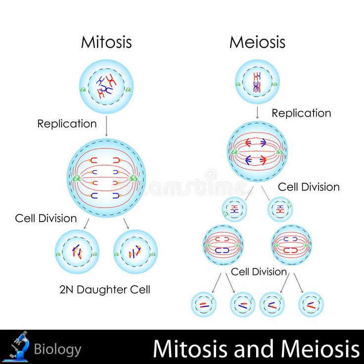 the structure of an animal cell and its major functions, labeled in blue on a white background