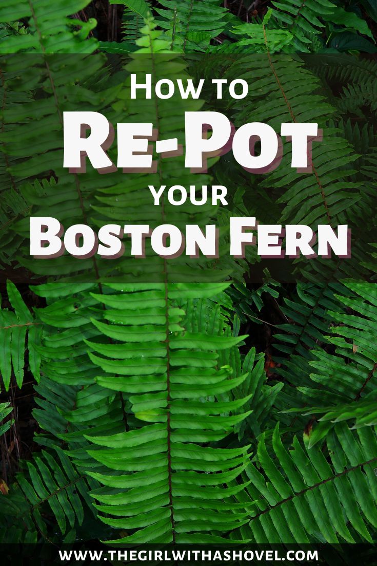 the words how to re - pot your boston fern