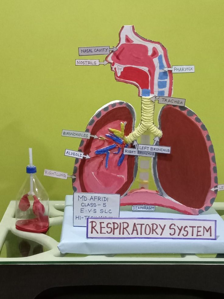 a model of the human body with labels on it and some other items around it