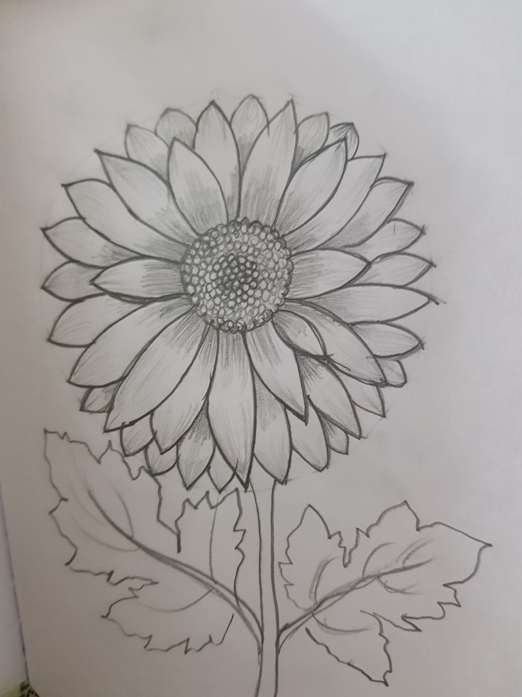 Easy and beautiful dahlia pencil drawing Sun Flower Drawing Simple, Sun Flowers Drawing, Sunflower Drawing Pencil, Mothers Day Drawings Easy, Dahlia Drawing, Rose Flowers Drawing, Sketch Rose, Pot Drawing, Sunflower Sketches