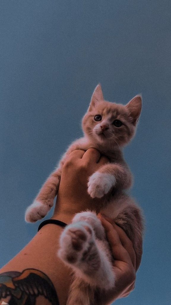 a small kitten sitting on top of someone's arm with its paw in the air