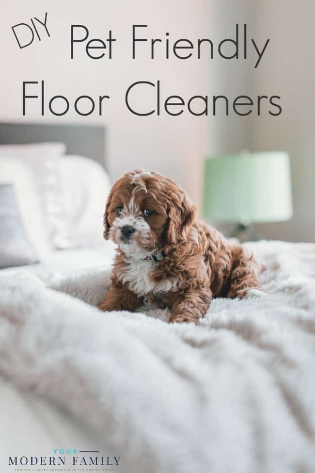 a small brown and white dog sitting on top of a bed