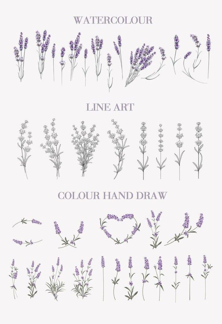 lavender flowers and their names are shown in this graphic art work, with the words line art on them