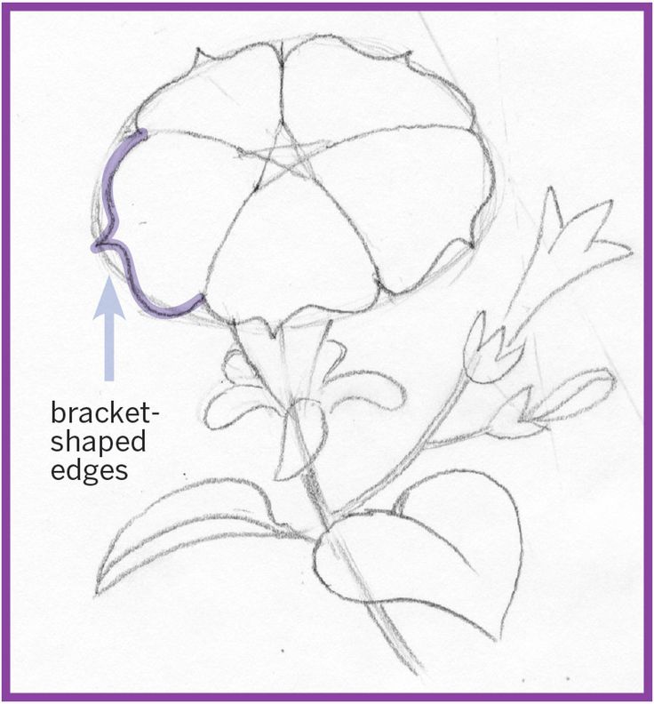 a drawing of a flower with the words bracket - shaped edges on it and an arrow pointing