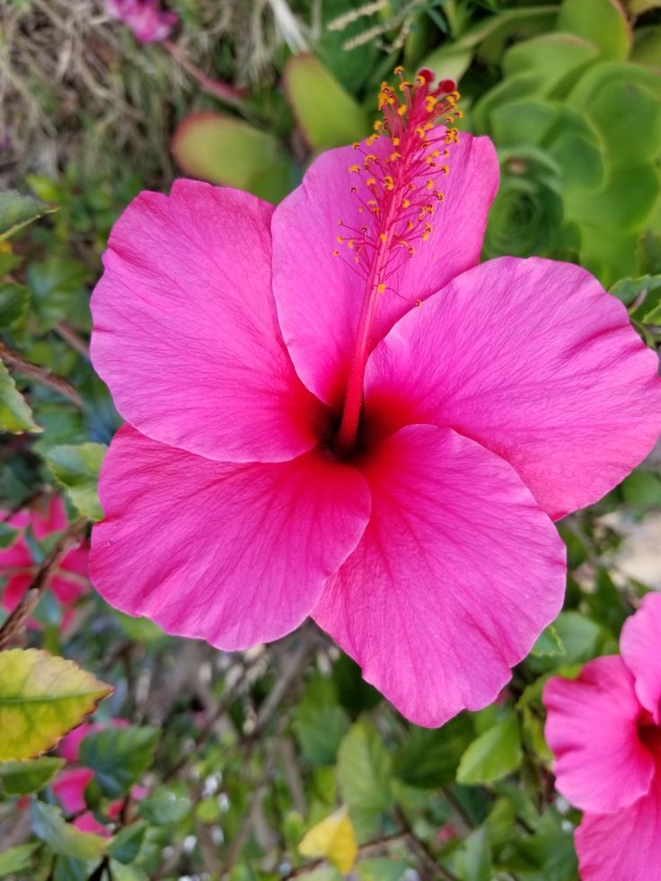 a pink flower with green leaves in the background