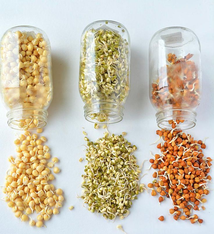 four jars filled with different types of seeds and seed sprouts next to each other