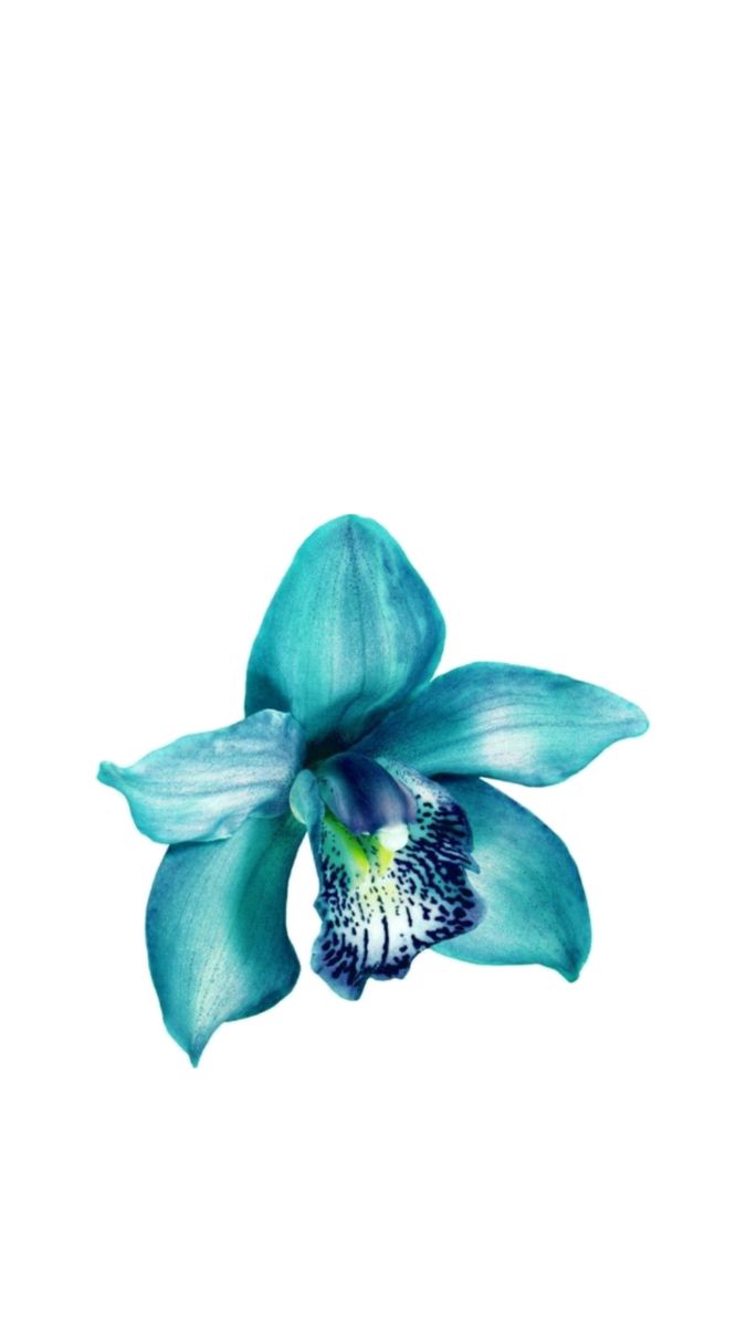 a blue flower on a white background with watermarked image in the bottom right corner