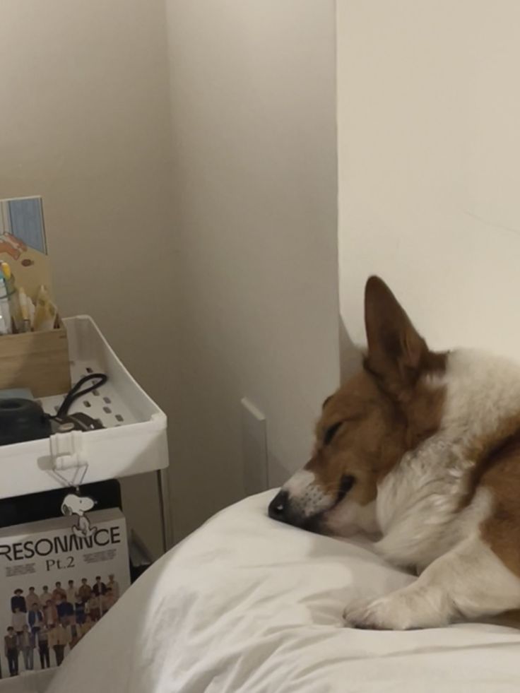 a brown and white dog laying on top of a bed