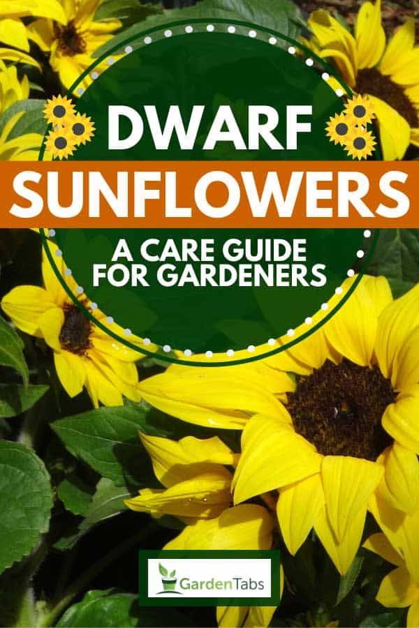 Sunflower Care Tips, Sunflower Care, Growing Sunflowers From Seed, Drought Tolerant Landscape Front Yard, Garden Sunflowers, Mammoth Sunflower, Types Of Sunflowers, Growing Sunflowers, Giant Sunflower