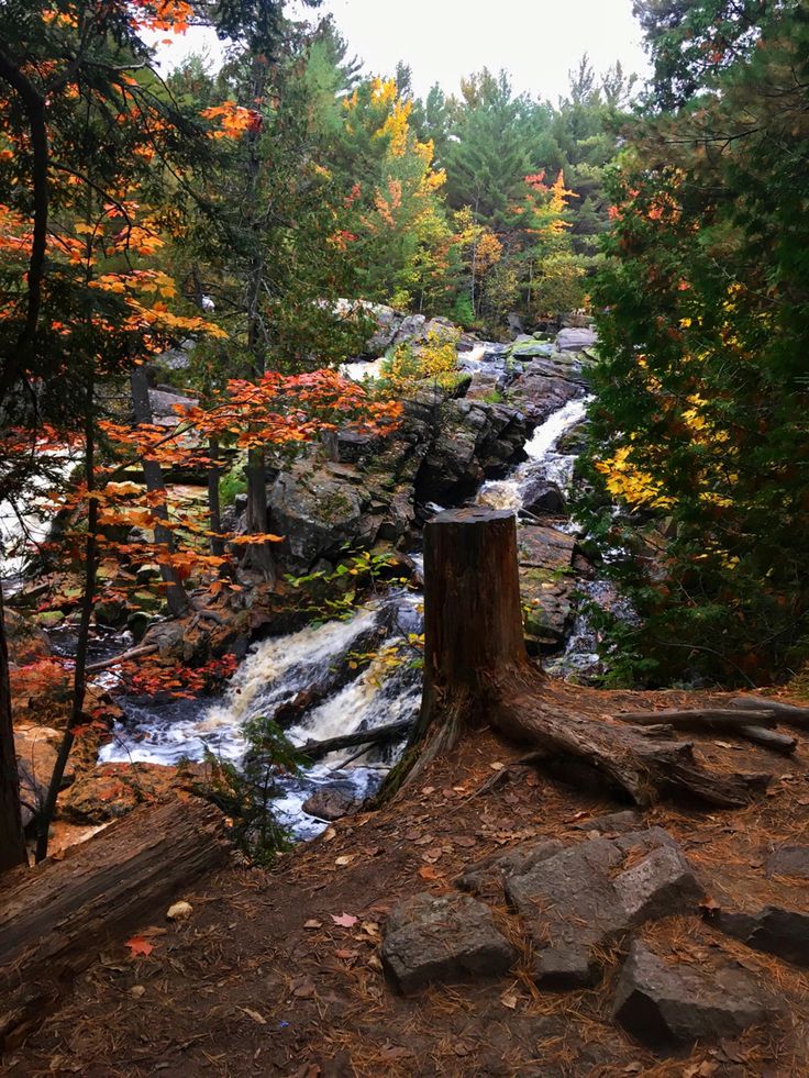 a river running through a forest filled with trees and rocks next to a fallen tree