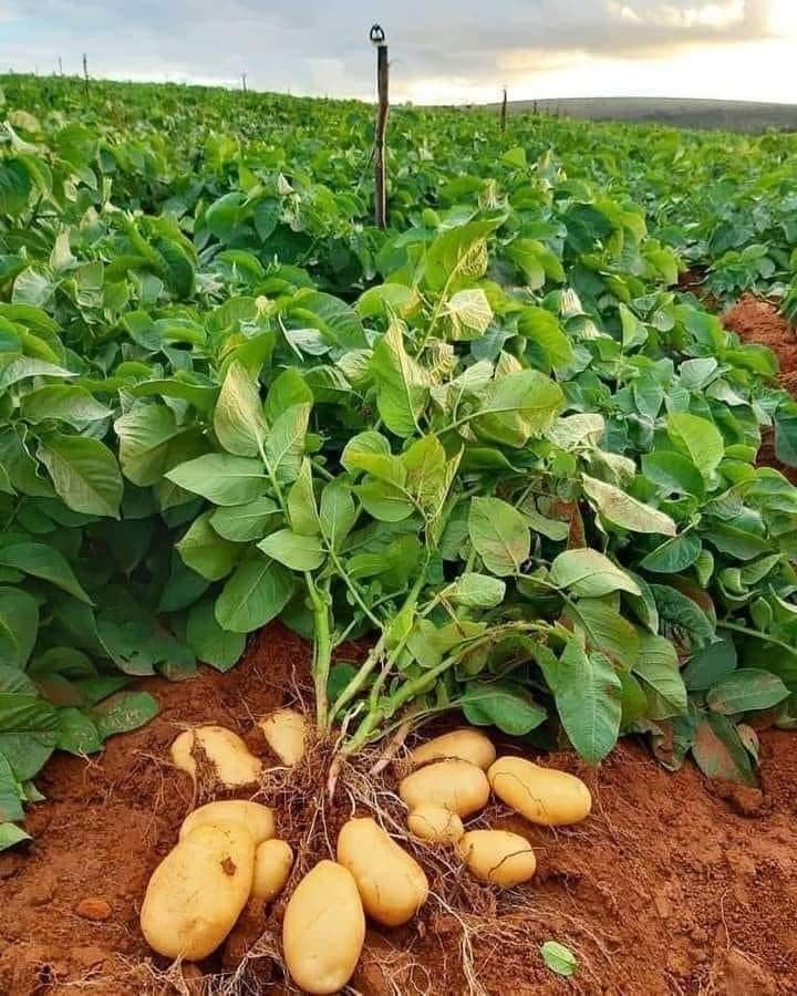 potatoes growing in the ground with green leaves and brown dirt around them on a farm