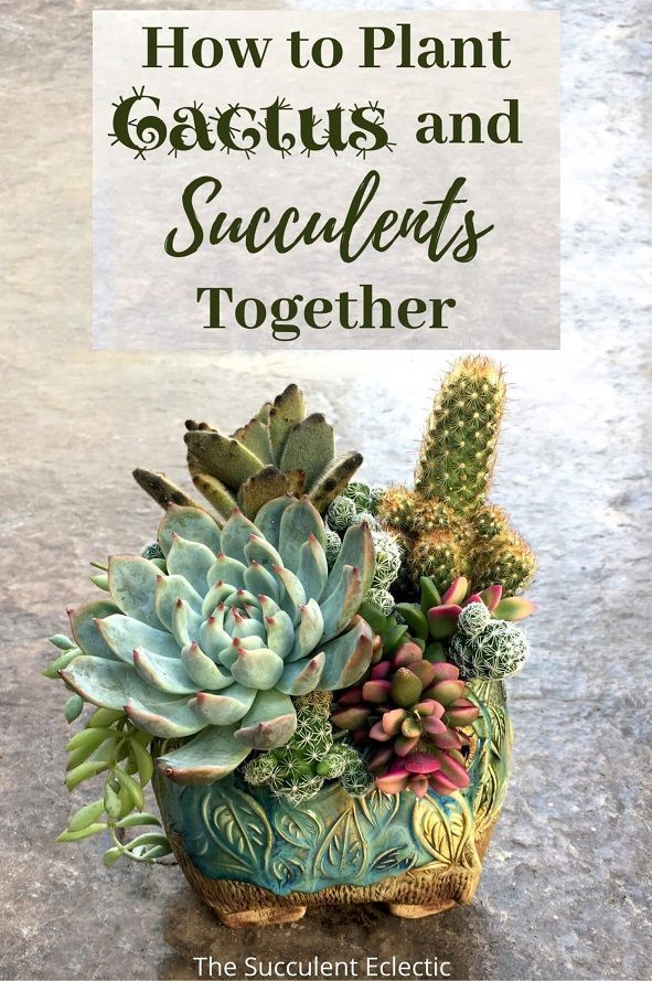 a potted plant with the title how to plant cactuses and succulents together