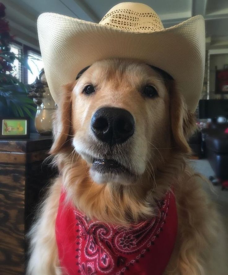 a dog wearing a cowboy hat and bandana