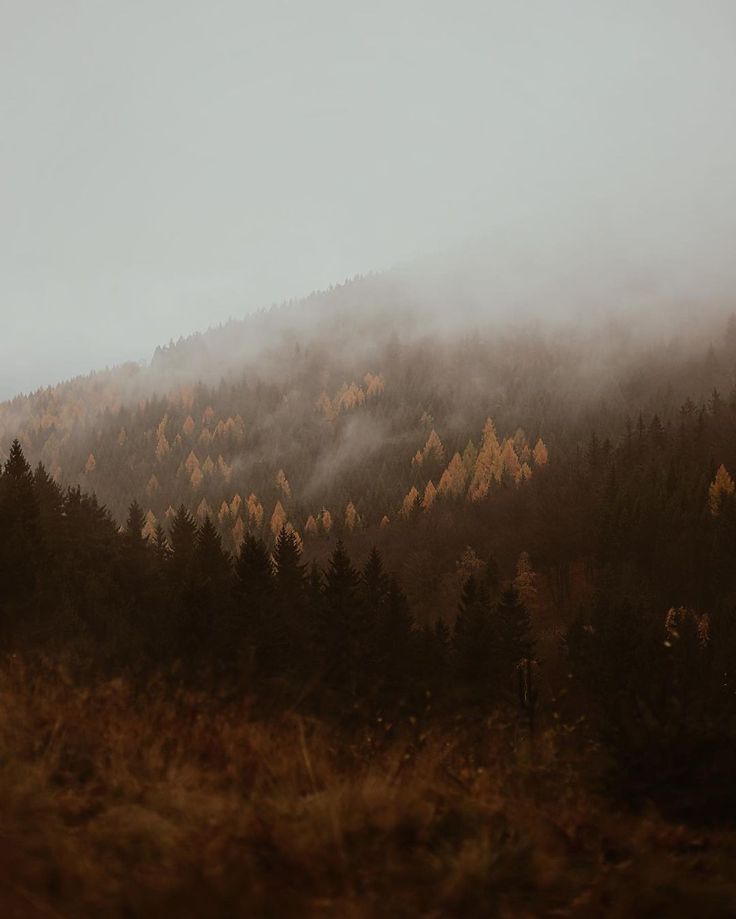 the mountains are covered in fog and trees