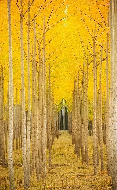 the trees have yellow leaves on them and are lined up against each other in an autumn forest