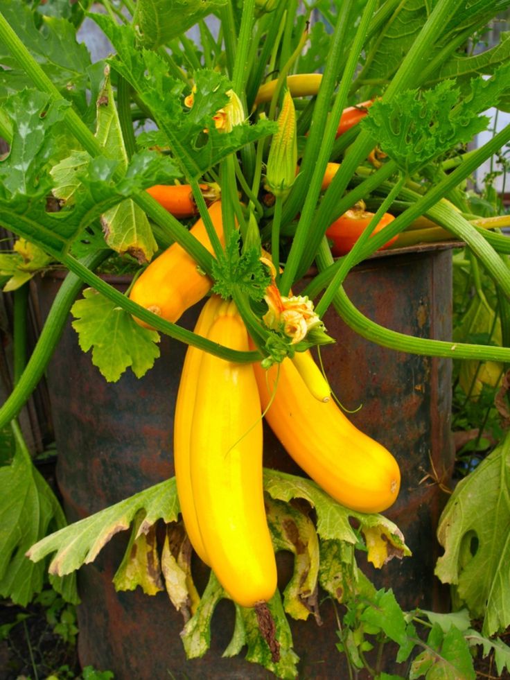 several yellow bananas are growing on the plant in the garden with other green plants around them