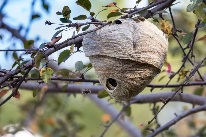 a bird nest hanging from a tree branch with the caption was nest removal bristol?