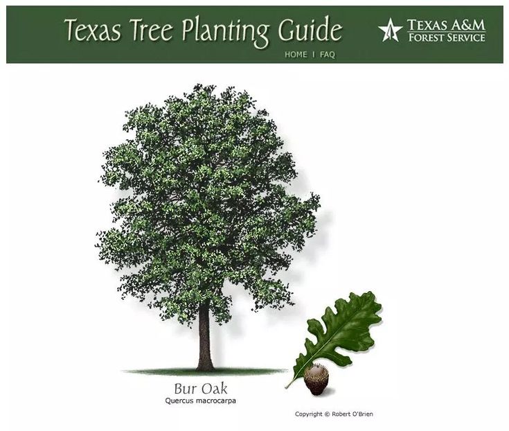 the texas tree planting guide is shown with an image of a large leafy tree