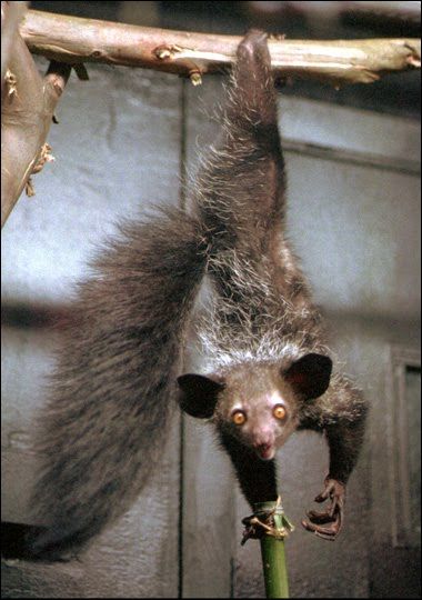 a small animal hanging upside down on a branch