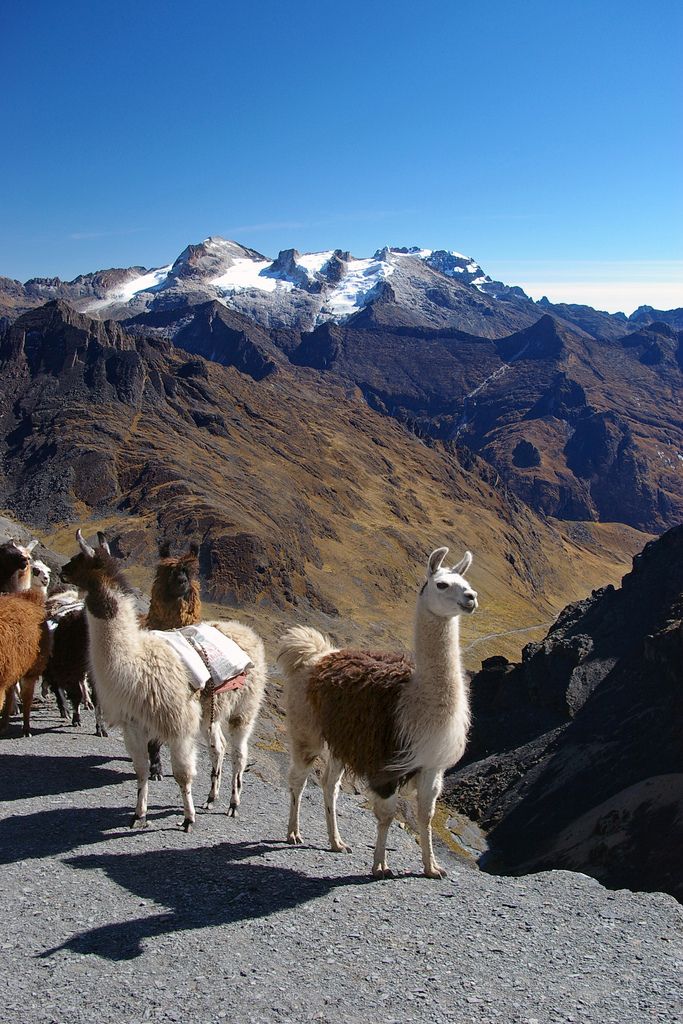 llamas on the side of a mountain with snow capped mountains in the background