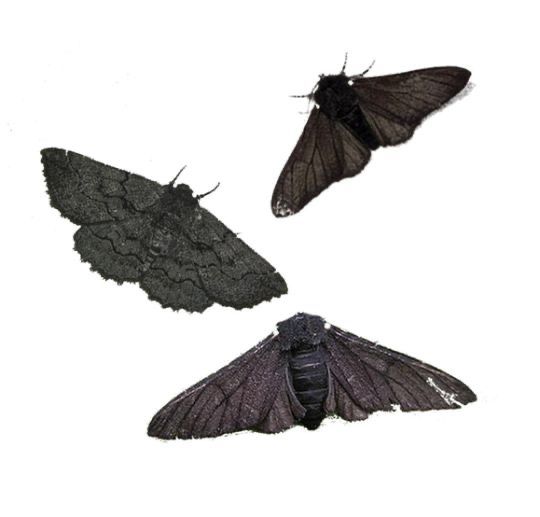 three moths flying in the air on a white background, one is black and the other is gray