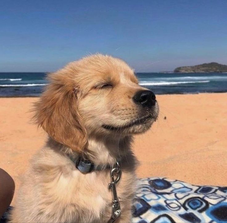 a small dog sitting on top of a beach next to the ocean