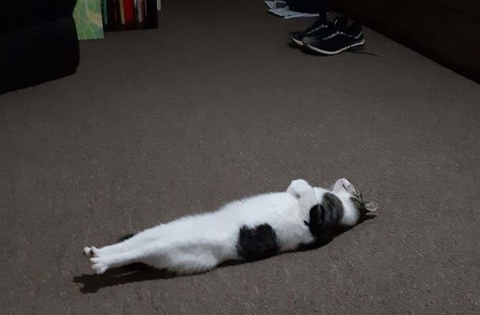 a black and white cat rolling around on the floor