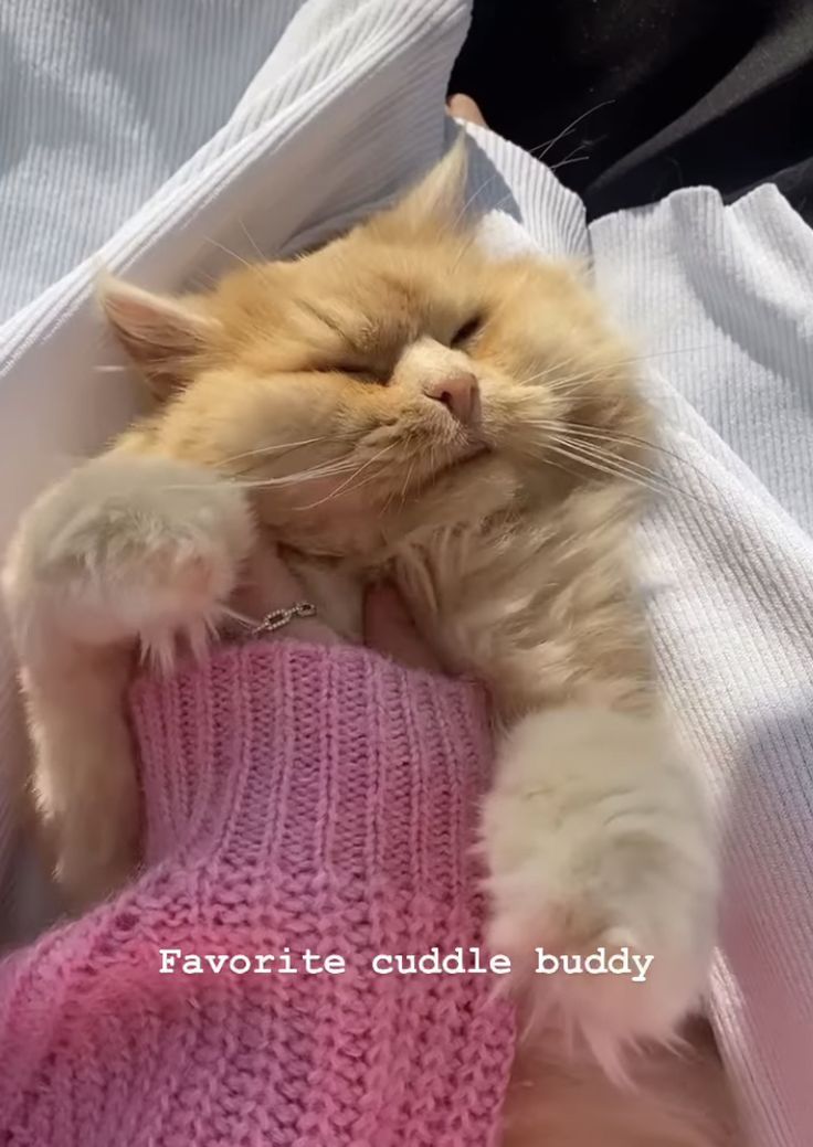 an orange cat sleeping on top of a pink blanket