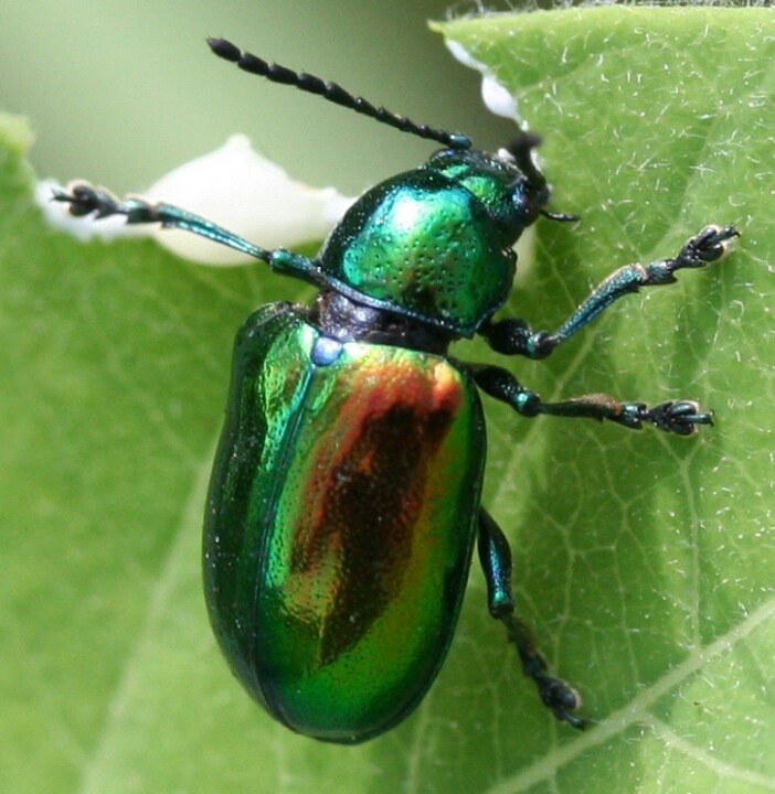 a green and red beetle sitting on top of a leaf