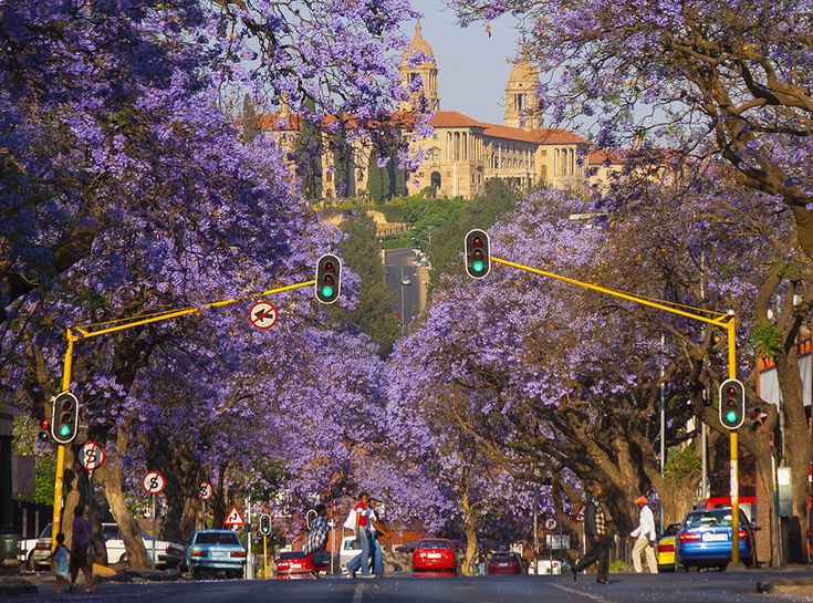 purple trees line the street in front of a castle