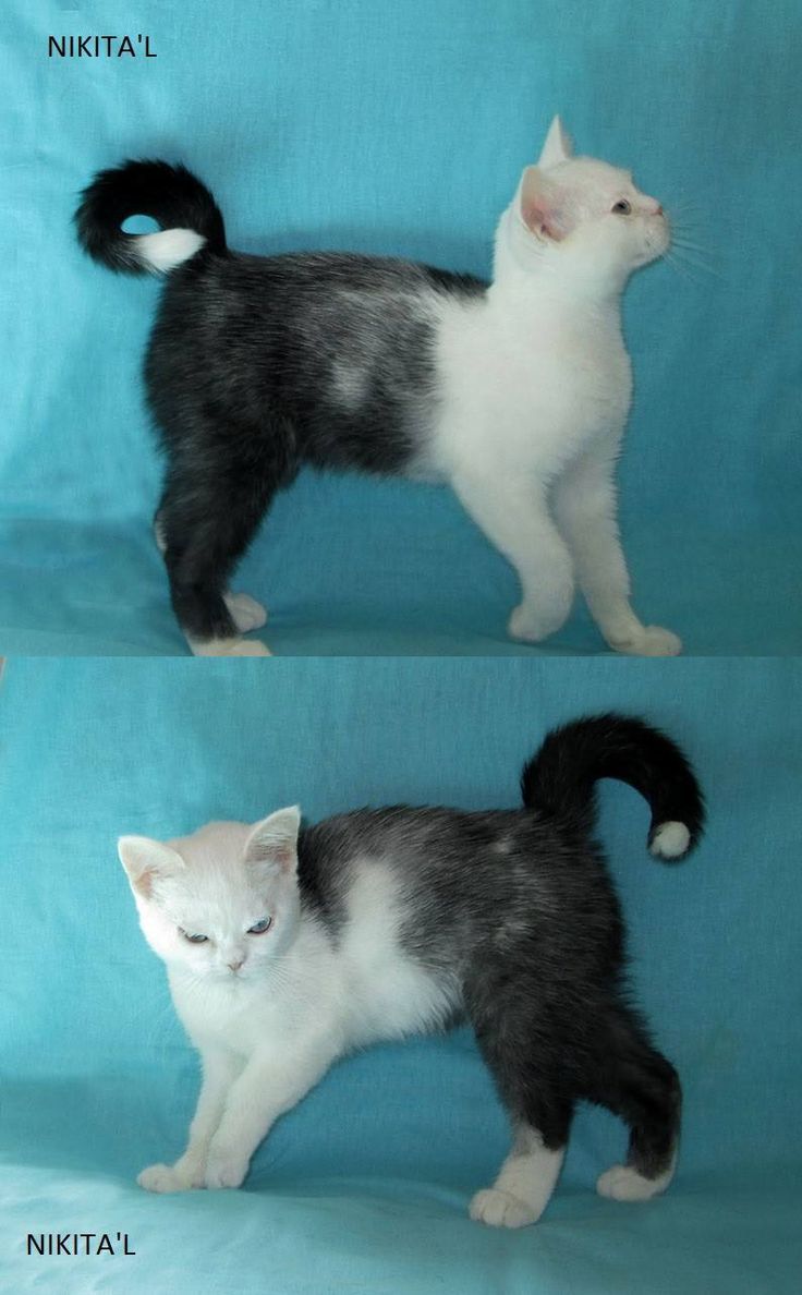 two different pictures of a kitten on a blue background with the same cat's tail