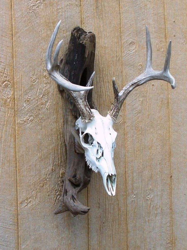 an animal skull mounted to the side of a wooden wall with antlers on it