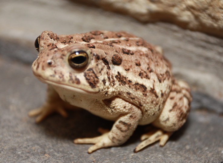 a brown and white frog sitting on the ground